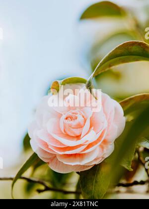 Nahaufnahme einer rosafarbenen japanischen Kamelienblüte mit grünen Blättern. Vorderansicht Stockfoto