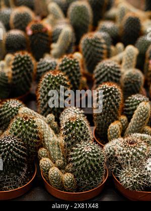 Identische kleine stachelige Kakteen in Töpfen in einem Geschäft zum Verkauf Stockfoto