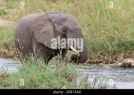 Afrikanischer Buschelefant (Loxodonta africana), junger erwachsener Männchen, der sich von Schilf im Bett des Olifants River ernährt, Kruger-Nationalpark, Südafrika, Stockfoto