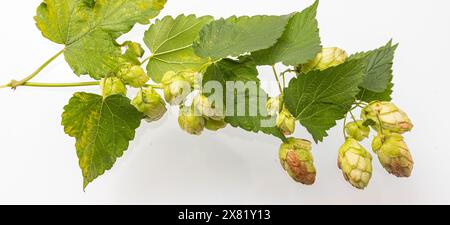 Nahaufnahme des Single-Hop-Kegels mit Blatt. Isoliert auf weiß. Stockfoto