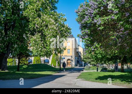 Fliederblüte im Stadtpark Stromparken. Norrkoping ist eine historische Industriestadt in Schweden. Stockfoto