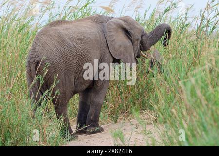 Afrikanische Buschelefanten (Loxodonta africana), erwachsenes Weibchen mit Jungen, Fütterung von Schilf im Bett des Olifants River, Kruger NP, Südafrika, Stockfoto