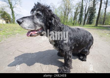 Der Hund sitzt mit Shadow. Stockfoto