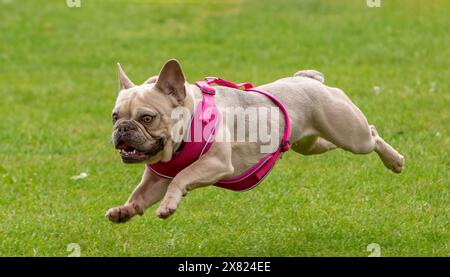 Französische Bulldogge läuft schnell Stockfoto