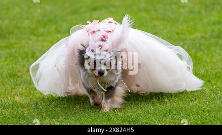 Milton Keynes, Großbritannien, 18. Mai 2024. Coco the chihuahua streckt ihr Zeug im Wettbewerb um den besten gekleideten Hund bei der lokalen Hundeshow. Stockfoto