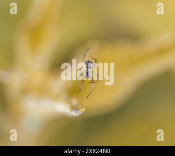 Mangora acalypha ist eine Spinnenart aus der Familie der Araneidae. Spinne in Makrogewebe (Mangora acalypha). Cricket-Fledermaus-Kugelweberspinne (Mangora acalypha). Stockfoto