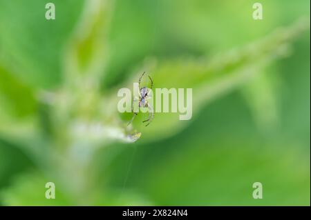 Mangora acalypha ist eine Spinnenart aus der Familie der Araneidae. Spinne in Makrogewebe (Mangora acalypha). Cricket-Fledermaus-Kugelweberspinne (Mangora acalypha). Stockfoto