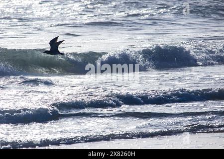 Silhouette eines Flugwirbels mit einer brechenden Welle im Hintergrund. Fotografiert entlang der mosambikanischen Küste Stockfoto