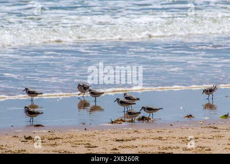 Eine große Schar von Sanderlingen (Calidris alba), die sich auf dem nassen Sand in einem Sandstrand in Mosambik ernähren Stockfoto