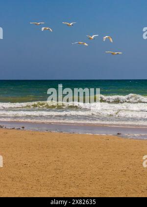 Kleine weiße Reiher im Flug über das tropische türkisfarbene Wasser und den Sandstrand entlang der mosambikanischen Küste. Stockfoto