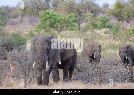 Afrikanische Buschelefanten (Loxodonta africana), Herde von erwachsenen männlichen Elefanten, die das Wasserloch verlassen, Kruger-Nationalpark, Südafrika, Afrika Stockfoto