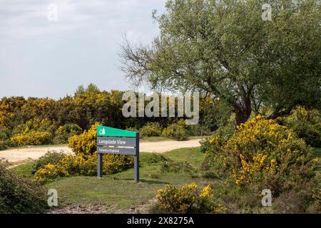 Eine Stute und ihr Fohlen bewegen sich frei im New Forest, Hampshire nahe Ornamental Drive Stockfoto