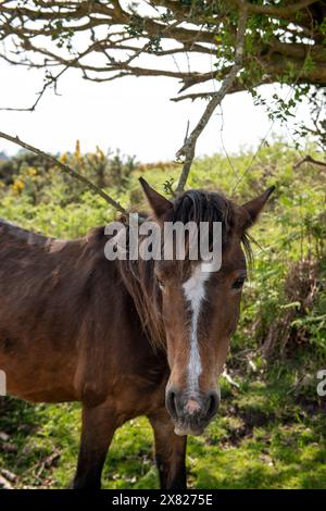 Eine Stute und ihr Fohlen bewegen sich frei im New Forest, Hampshire nahe Ornamental Drive Stockfoto