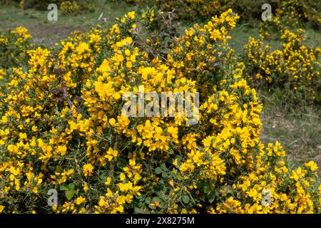 Ginster-Hecken in New Forest in Hampshire Stockfoto