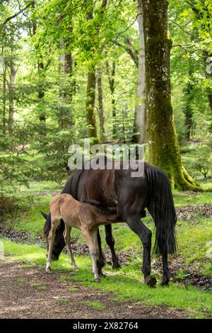 Eine Stute und ihr Fohlen bewegen sich frei im New Forest, Hampshire nahe Ornamental Drive Stockfoto