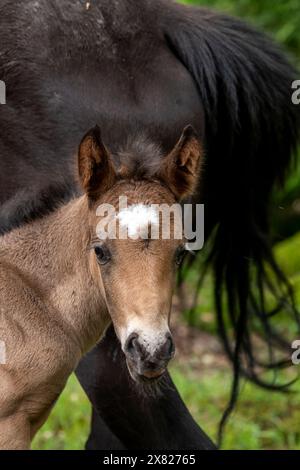 Eine Stute und ihr Fohlen bewegen sich frei im New Forest, Hampshire nahe Ornamental Drive Stockfoto