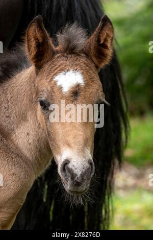 Eine Stute und ihr Fohlen bewegen sich frei im New Forest, Hampshire nahe Ornamental Drive Stockfoto