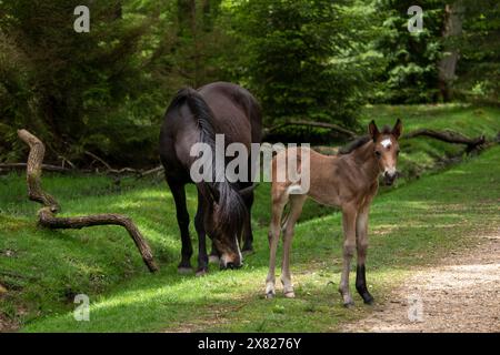 Eine Stute und ihr Fohlen bewegen sich frei im New Forest, Hampshire nahe Ornamental Drive Stockfoto