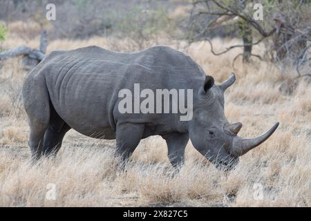 Südliches weißes Nashorn (Ceratotherium simum), erwachsenes Weibchen, das sich von trockenem Gras ernährt, mit einem Rotschnabeloxspecht im Gesicht, Kruger-Nationalpark Stockfoto