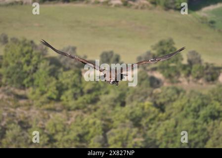 Schwarz- oder Cinerhalgeier (Aegypius monachus) im Flug Stockfoto