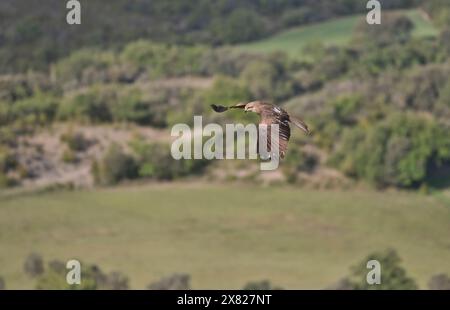 Schwarzer Drachen (Milvus migrans) im Flug Stockfoto