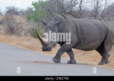 Südliches weißes Nashorn (Ceratotherium simum), erwachsenes Weibchen, das die Asphaltstraße überquert, mit einem Rotschnabeloxspecht auf dem Rücken, Kruger NP, Stockfoto