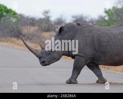 Südliches weißes Nashorn (Ceratotherium simum), erwachsenes Weibchen, das die Asphaltstraße überquert, mit einem Rotschnabeloxspecht auf dem Rücken, Kruger NP, Stockfoto