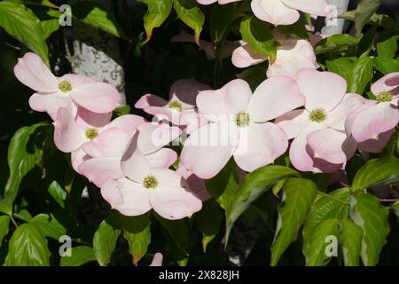 Natürliche Nahaufnahme auf einem weiß blühenden pazifischen Hartholz, westlichen oder Berg Hartholz, Cornus nuttallii Stockfoto