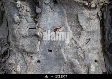 Detail der Rinde des riesigen alten Drachenbaums (Dracaena draco. el drago) in Rambla de Castro, Teneriffa, Kanarische Inseln, Spanien Stockfoto