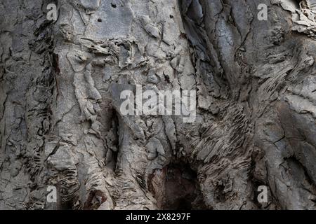 Detail der Rinde des riesigen alten Drachenbaums (Dracaena draco. el drago) in Rambla de Castro, Teneriffa, Kanarische Inseln, Spanien Stockfoto