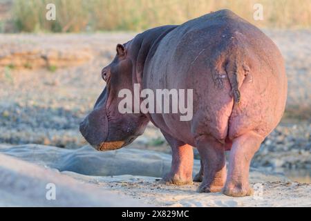 Flusspferde (Hippopotamus amphibius), Erwachsener, stehend im Bett des Olifants River, Morgenlicht, Kruger-Nationalpark, Südafrika, Afrika Stockfoto