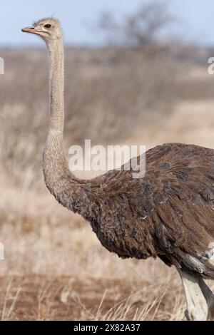 Südafrikanischer Strauß (Struthio camelus australis), erwachsenes Weibchen, das auf trockenem Gras steht, aufmerksam, Tierporträt, Kruger-Nationalpark, Südafrika Stockfoto