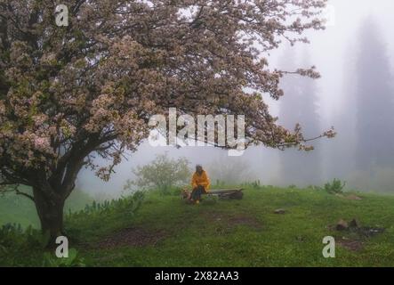 Eine Frau im gelben Regenmantel sitzt unter einem wunderschönen wilden Apfelbaum in den nebeligen Frühlingsbergen mit ihrem Hund. Stockfoto