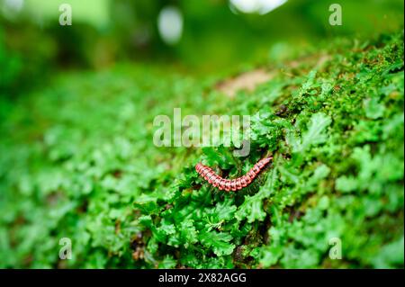 Roter kleiner, nicht giftiger Tausendfüßer wie Reptilien, der auf Laubfelsen im tropischen Garten krabbelt Stockfoto