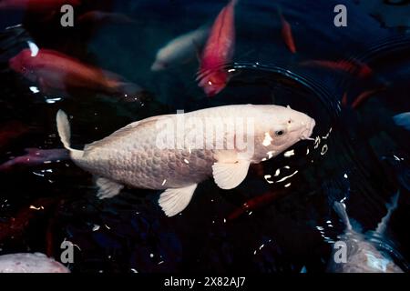 Weiße Koi-Karpfenfische schwimmen im Teich Stockfoto