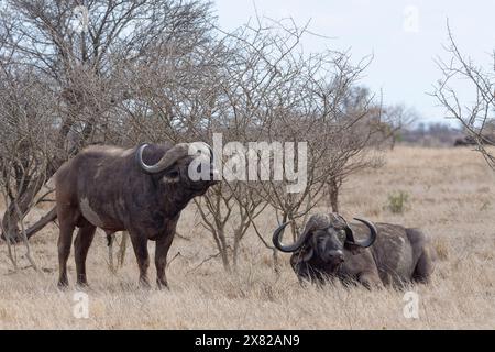 Cape Buffaloes (Syncerus Caffer Caffer Caffer Caffer), zwei ausgewachsene Männchen im trockenen Gras, einer stehend, der andere liegend, Kruger-Nationalpark, Südafrika, Afrika Stockfoto