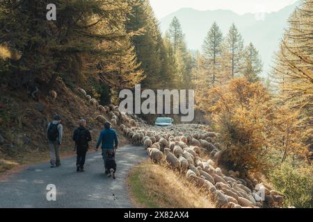 Hautes Alpes, Frankreich - 05. Oktober 2023 : Ein Hirte mit Grenzkollienhund und Touristen hüten große Schafherden, um im Herbst auf der Landstraße zu weiden Stockfoto