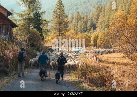 Hautes Alpes, Frankreich - 05. Oktober 2023 : Ein Hirte mit Grenzkollienhund und Touristen hüten große Schafherden, um im Herbst auf der Landstraße zu weiden Stockfoto