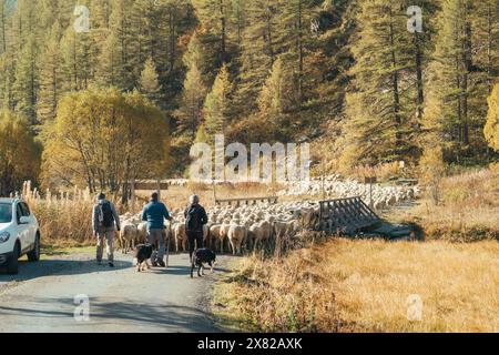 Hautes Alpes, Frankreich - 05. Oktober 2023 : Ein Hirte mit Grenzkollienhund und Touristen hüten große Schafherden, um im Herbst auf der Landstraße zu weiden Stockfoto