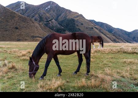 Großes braunes Pferd, das Gras auf dem Feld auf Ackerland und in den Bergen auf dem Land weidet Stockfoto