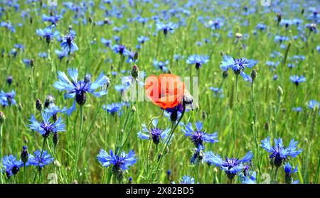 Leipzig, Deutschland. Mai 2024. Eine Mohnblume steht zwischen Kornblumen in einem Maisfeld bei Leipzig. Quelle: Waltraud Grubitzsch/dpa/Alamy Live News Stockfoto