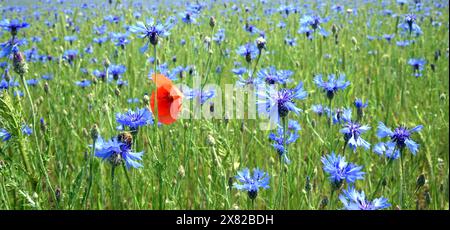 Leipzig, Deutschland. Mai 2024. Eine Mohnblume steht zwischen Kornblumen in einem Maisfeld bei Leipzig. Quelle: Waltraud Grubitzsch/dpa/Alamy Live News Stockfoto