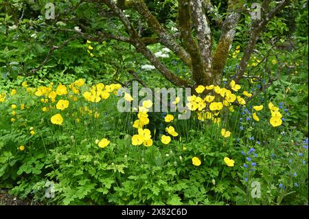 Gelber walisischer Mohn und blaue Blumen von grünem Alkanet in den Gärten des National Trust, Croft Castle, Mai Stockfoto
