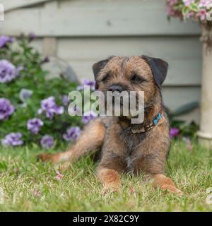 Border Terrier Stockfoto