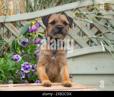 Border Terrier Stockfoto