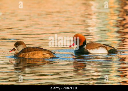 Zwei Rotkäppchen, Neuchâtel See, Schweiz Stockfoto