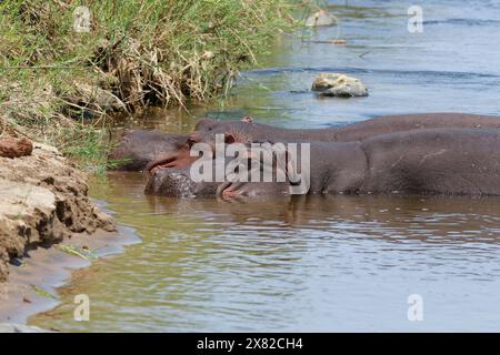 Flusspferde (Hippopotamus amphibius), zwei Erwachsene Flusspferde im Wasser, baden im Olifants River, Kruger-Nationalpark, Südafrika, Afrika Stockfoto