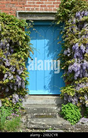 wisteria wächst um eine türkisfarbene Tür im ummauerten Garten des National Trust, Croft Castle, Mai Stockfoto