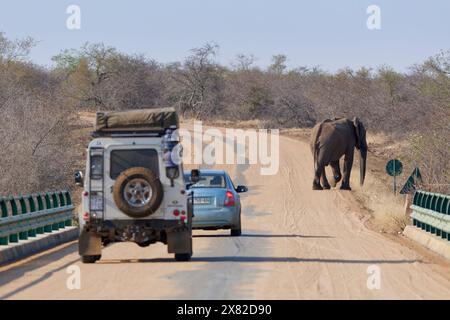 Afrikanischer Buschelefant (Loxodonta africana), Stier, der die Straße überquert, vor zwei Fahrzeugen, Halt auf der Brücke über den Olifants River, Kruger, Stockfoto