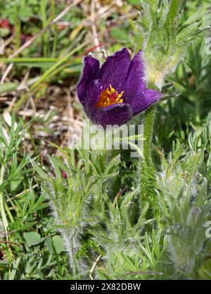 Pasque Flower oder Pasqueflower, Pulsatilla vulgaris, Ranunculaceae. Niedrig behaarte Staude mit gefiederten Blättern, die mit langen Haaren bedeckt sind. Stockfoto